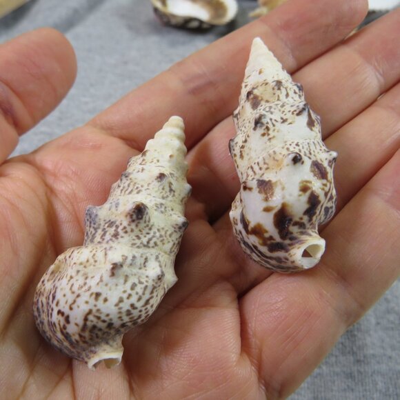 Black & White and Patterned REAL Sea Shells variety of sizes and styles - Picture 9 of 16